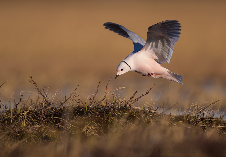 Розовая чайка (Rhodostethia rosea) 
Ross's gull (Rhodostethia rosea) 
Keywords: Розовая чайка Rhodostethia rosea yakutia2018