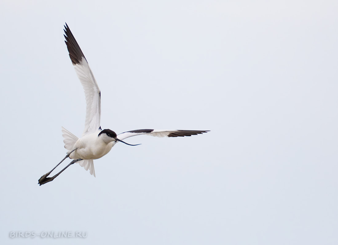 Шилоклювка Recurvirostra avosetta buryatia2021
 
 Click to view full size image