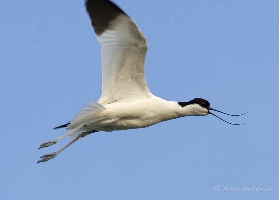 Шилоклювка (Recurvirostra avosetta)
Keywords: Шилоклювка Recurvirostra avosetta Odessa2008