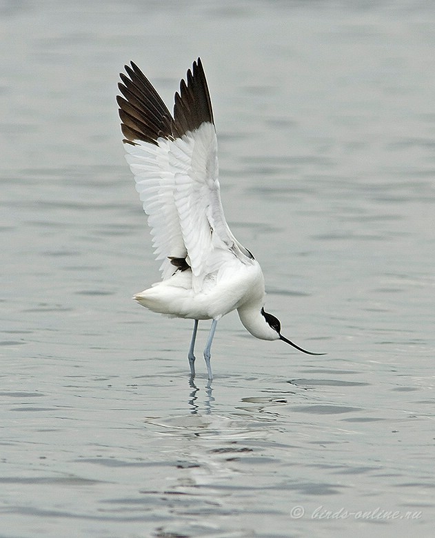 Шилоклювка (Recurvirostra avosetta)
Keywords: Шилоклювка Recurvirostra avosetta Odessa2008