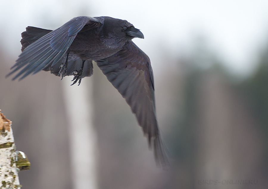 Ворон (Corvus corax) 
Keywords: Ворон Corvus corax