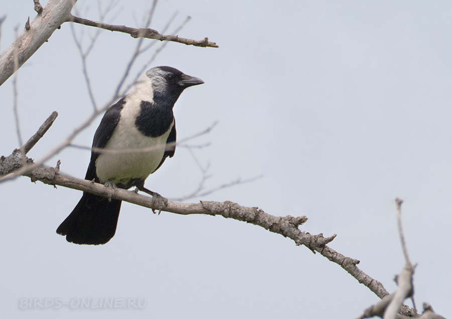 Галка даурская (Corvus dauuricus)
Keywords: Галка даурская Corvus dauuricus primorye2016