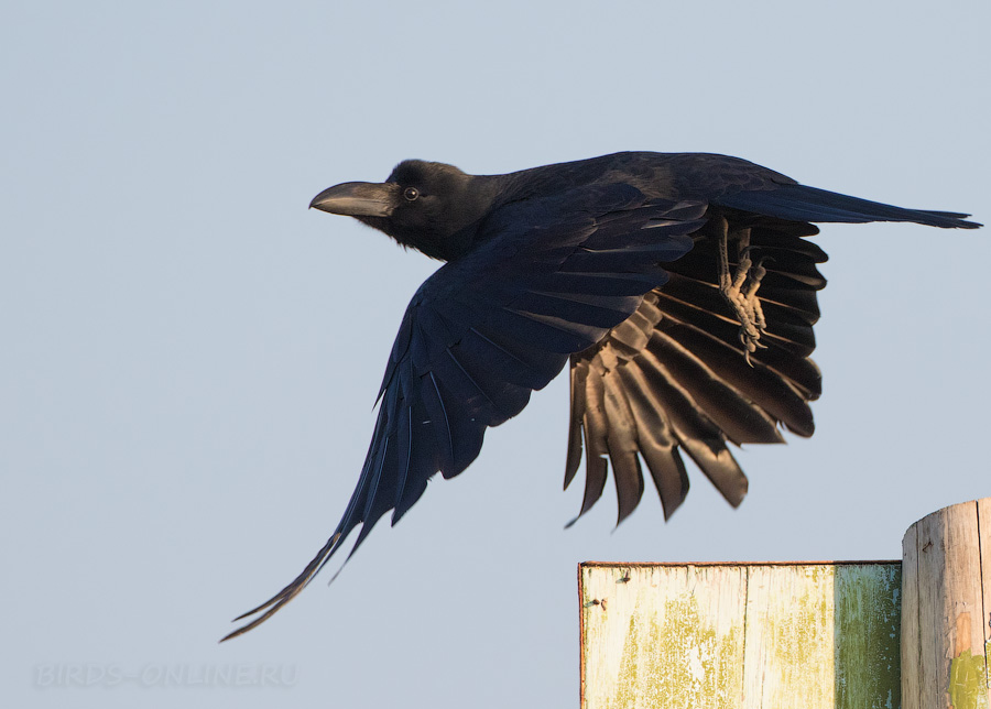 Большеклювая ворона (Corvus macrorhynchos)
Keywords: Большеклювая ворона Corvus macrorhynchos sakhalin2017