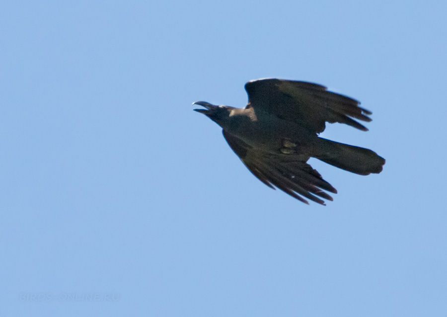 Большеклювая ворона (Corvus macrorhynchos)
Keywords: Большеклювая ворона Corvus macrorhynchos amur2015
