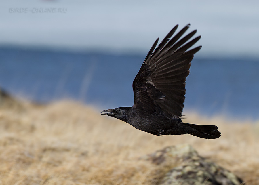 Ворона черная восточная (Corvus orientalis)
Keywords: Ворона черная восточная Corvus orientalis altay2012