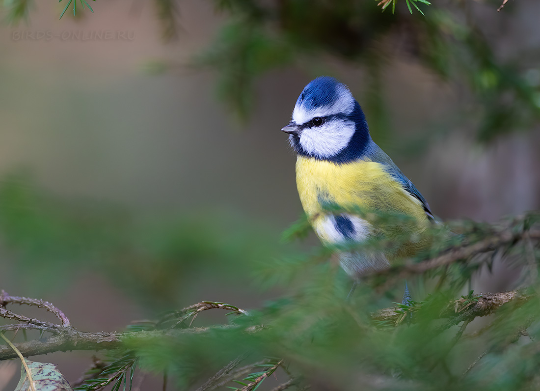 Лазоревка Parus caeruleus
 
 Click to view full size image