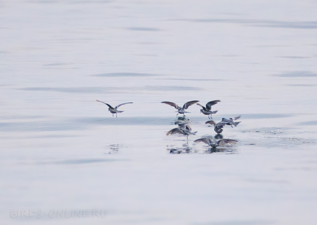 Сизая качурка Oceanodroma furcata kamchatka2022
 
 Click to view full size image