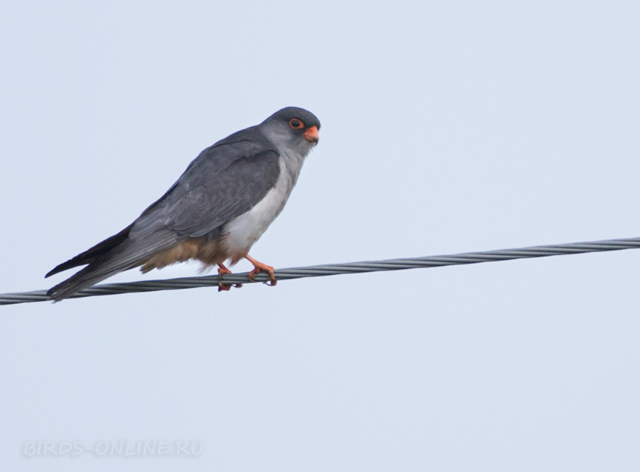 Амурский кобчик (Falco amurensis)
Keywords: Амурский кобчик Falco amurensis primorye2016