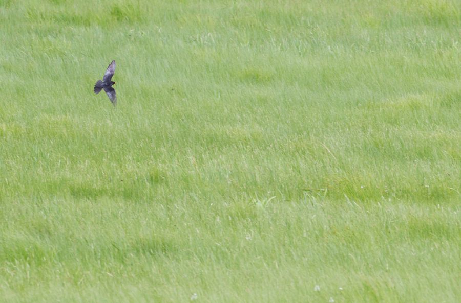 Амурский кобчик (Falco amurensis)
Keywords: Амурский кобчик Falco amurensis amur2015