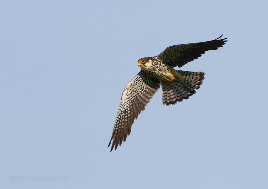 Амурский кобчик (Falco amurensis)
самка
Keywords: Амурский кобчик Falco amurensis amur2015