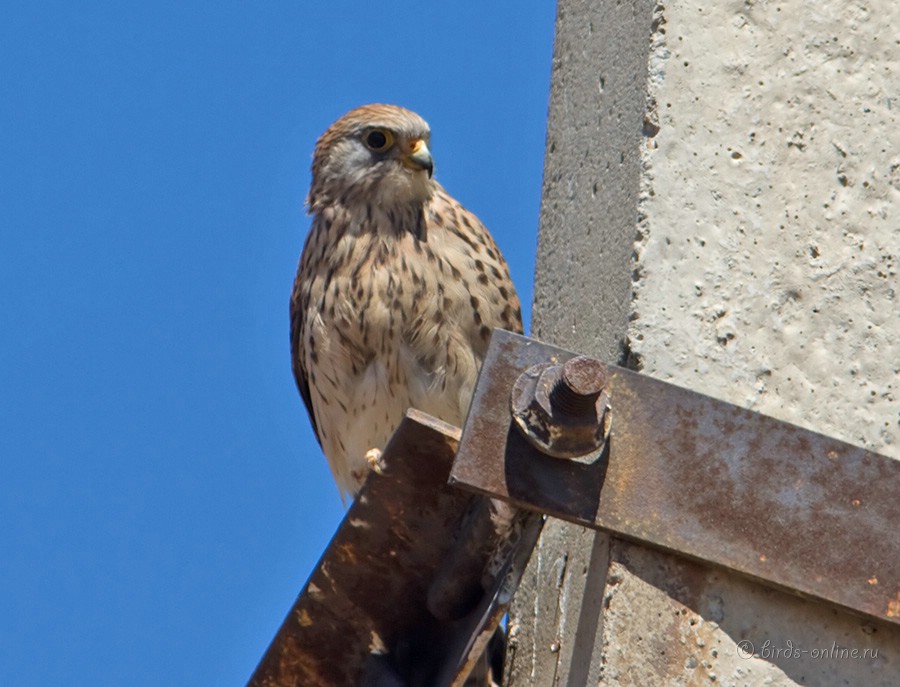 Пустельга степная (Falco naumanni)
самка
Keywords: Пустельга степная Falco naumanni kz2010