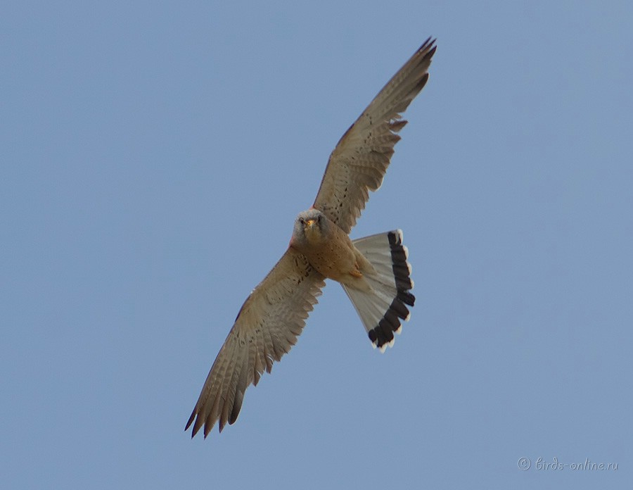 Пустельга степная (Falco naumanni)
самец
Keywords: Пустельга степная Falco naumanni kz2010
