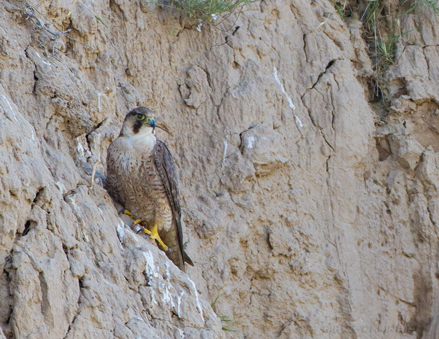 Шахин (Falco pelegrinoides)
Keywords: Шахин Falco pelegrinoides tj2014