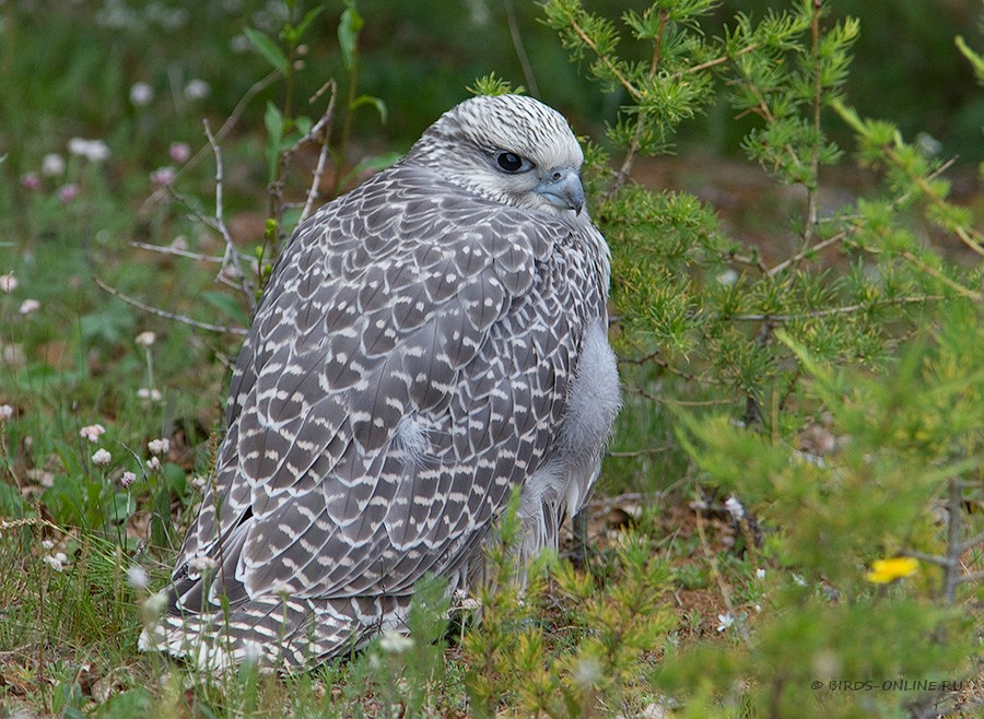 Кречет (Falco rusticolus) 
Falco rusticolus intermedius Gloger, 1834
Keywords: Кречет Falco rusticolus yamal10