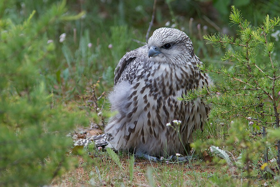 Кречет (Falco rusticolus) 
молодая птица
Falco rusticolus intermedius Gloger, 1834
Keywords: Кречет Falco rusticolus yamal10