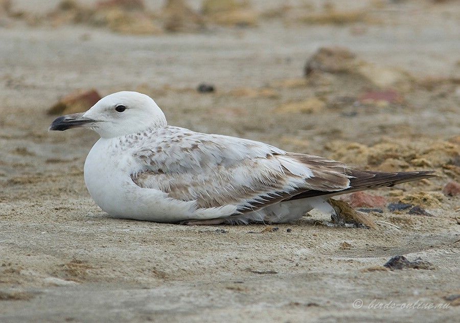 Хохотунья (Larus cachinnans)
Keywords: Хохотунья Larus cachinnans Odessa2008