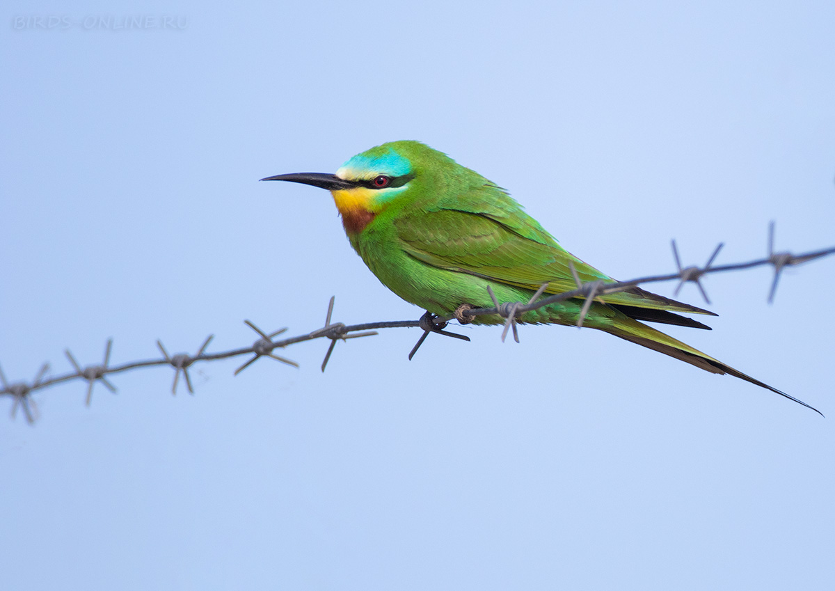 Щурка зеленая (Merops persicus)
Keywords: Щурка зеленая Merops persicus dag2024