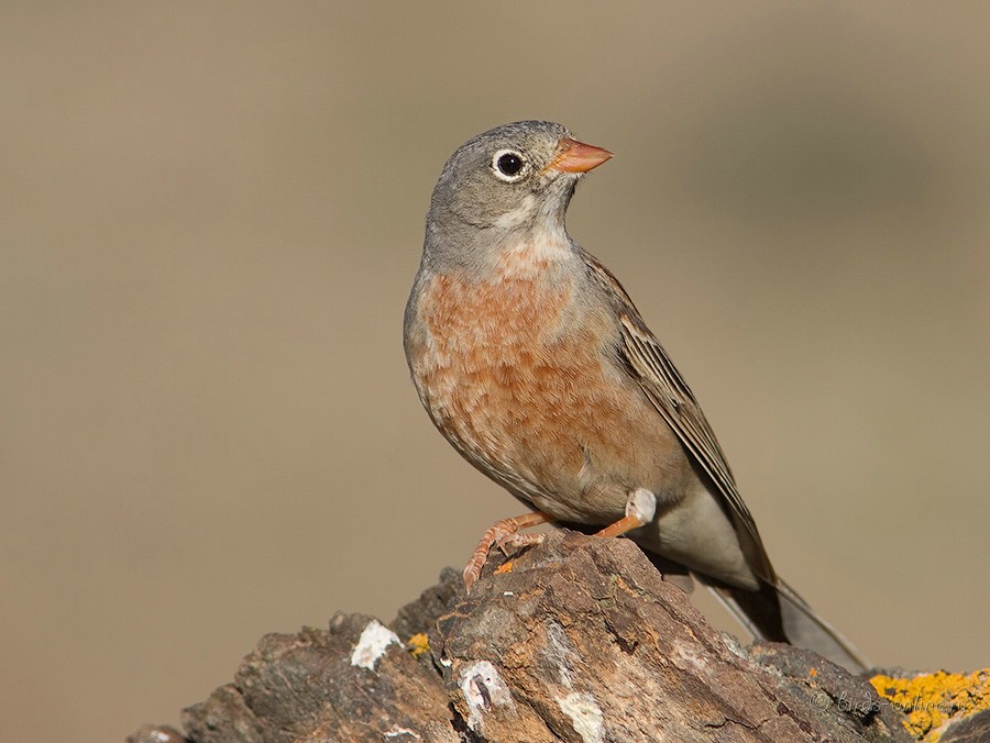 Овсянка скалистая (Emberiza buchanani)
Keywords: Овсянка скалистая Emberiza buchanani kz2010